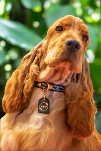 Genuine Leather Dog Collar: Saint -Yves Collar
