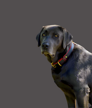 Load image into Gallery viewer, Genuine Leather Dog Collar: Dooley Collar