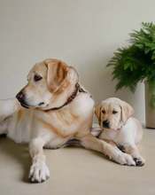 Load image into Gallery viewer, Genuine Leather Dog Collar: Monroe Collar