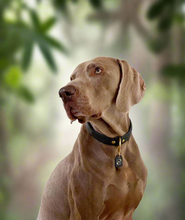 Load image into Gallery viewer, Genuine Leather Dog Collar: Ascot Collar