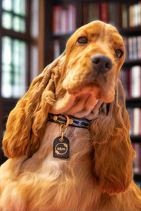 Genuine Leather Dog Collar: Saint -Yves Collar