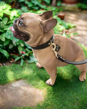 Load image into Gallery viewer, Genuine Leather Dog Collar: Ascot Collar