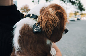 Genuine Leather Dog Collar: Regents Collar