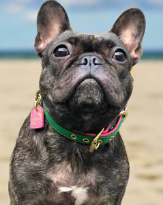 Bestseller// Genuine Leather Dog Collar: Pip Collar  Equestrian Green & Hot Pink Dog Collar