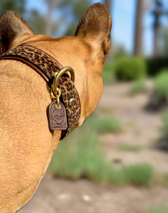 Genuine Leather Dog Collar: Monroe Collar