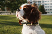 Load image into Gallery viewer, Genuine Leather Dog Collar: Regents Collar