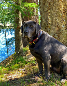 Genuine Leather Dog Collar: Dooley Collar