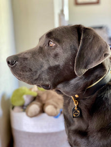 Genuine Leather Dog Collar: Regents Collar