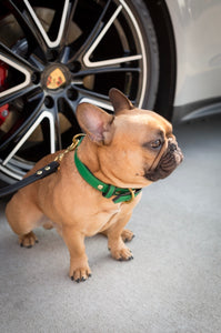 Customer Favorite// Genuine Leather Dog Collar: Sonoma Collar