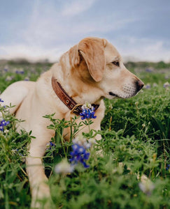 Genuine Leather Dog Collar: Barneys Collar