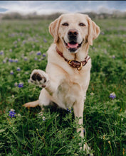 Load image into Gallery viewer, Genuine Leather Dog Collar: Barneys Collar