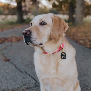 Genuine Leather Dog Collar: Mayfair Collar