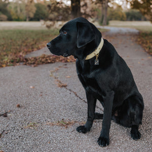 Genuine Leather Dog Collar: Dover Collar