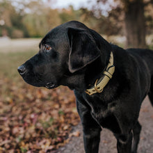 Load image into Gallery viewer, Genuine Leather Dog Collar: Dover Collar