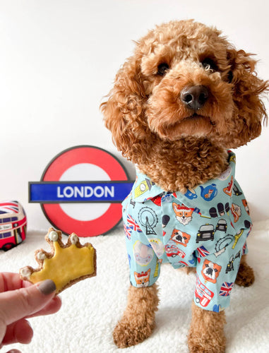 t-shirt for dogs  blue color dog shirt  shirt for pets  pet shirt  brunch shirt  shirt with print  blue shirt  shirt for dog