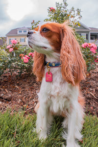 Genuine Leather Dog Collar: Key Largo Collar