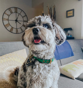 Customer Favorite// Genuine Leather Dog Collar: Sonoma Collar