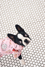 Load image into Gallery viewer, Dog Shirt &quot;Brunch Date&quot; For All Breeds &amp; Sizes