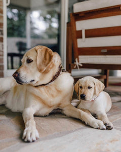 Genuine Leather Dog Collar: Monroe Collar