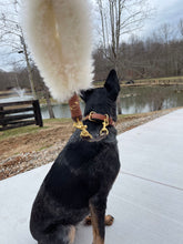 Load image into Gallery viewer, Galloway Lead for Dogs Chestnut Brown