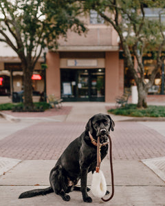 Genuine Shearling, Leather, & Nylon Rope Leash For Dogs: St. Moritz Leash