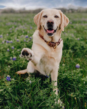 Load image into Gallery viewer, Genuine Leather Dog Collar: Barneys Collar